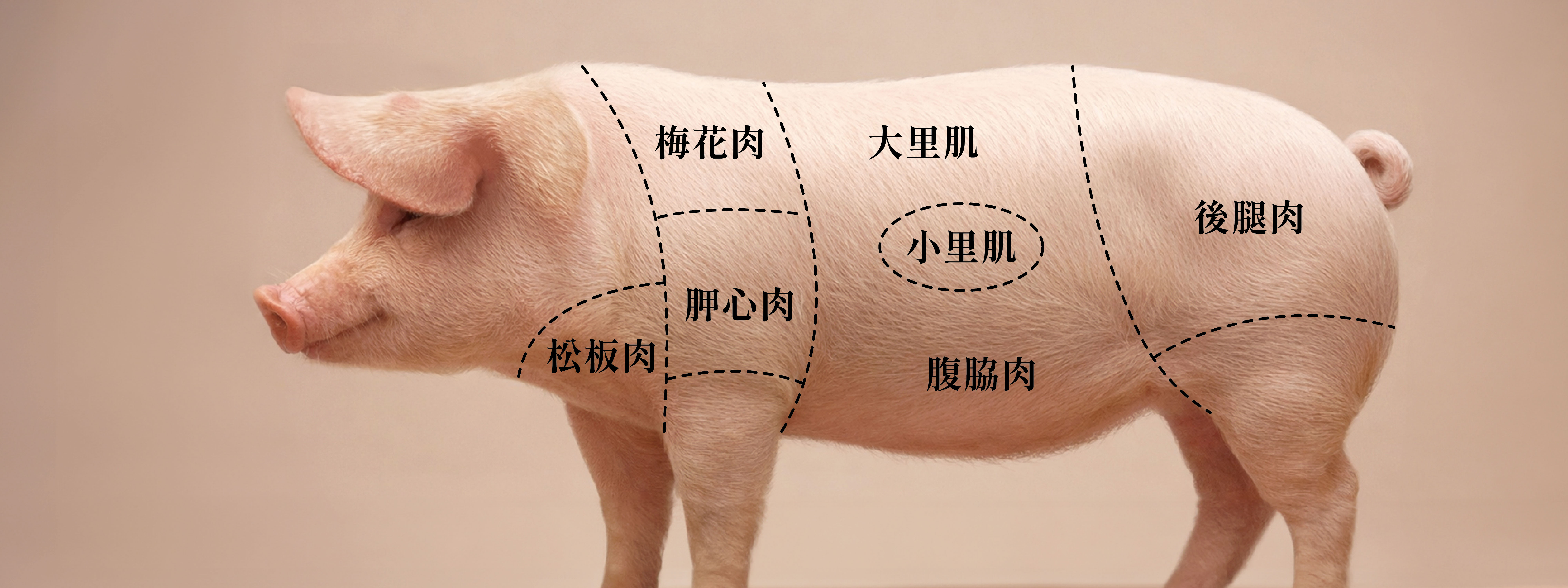 究好豬生鮮產品