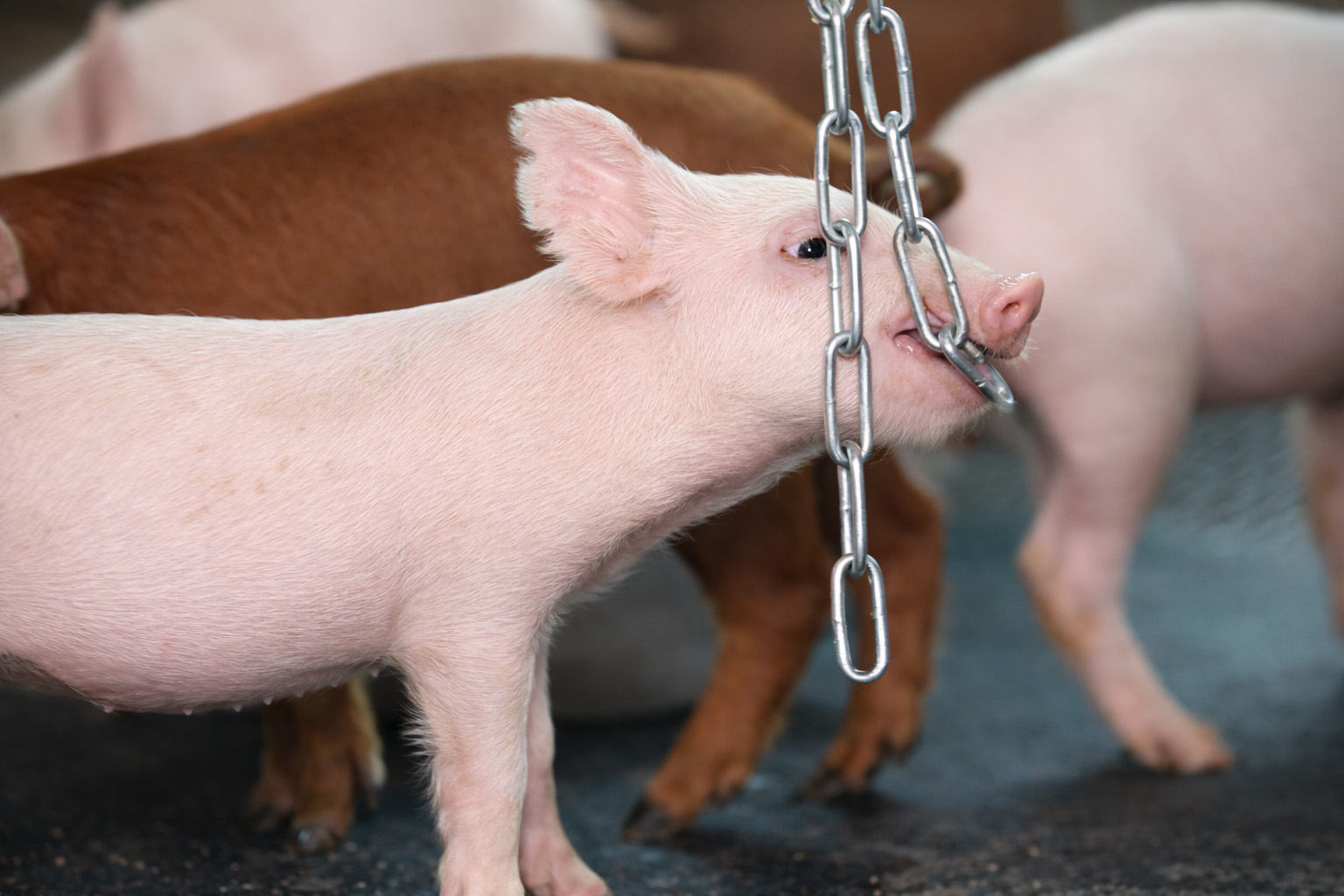 製程頁_2友善智慧飼養_2