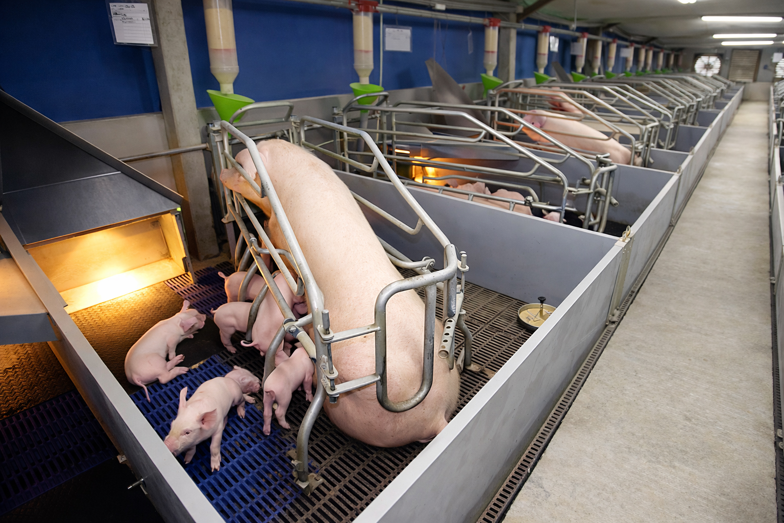 製程頁_2友善智慧飼養_3