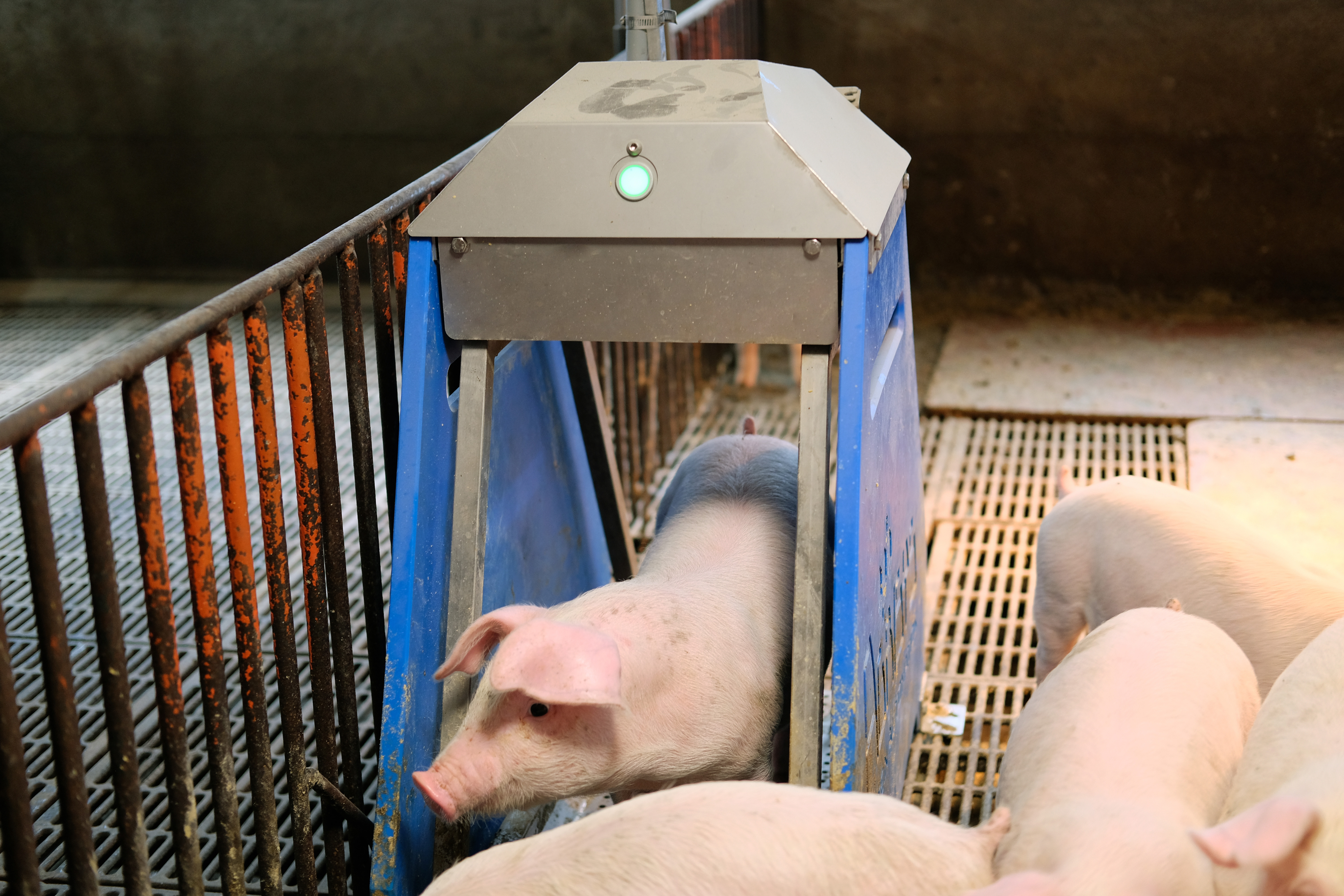 製程頁_2友善智慧飼養_1