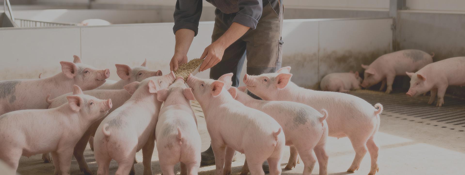 一路講究
為了我們的心頭肉